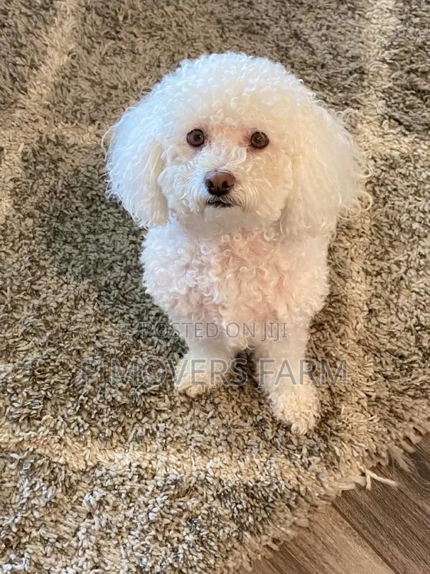 1-3 months Male Purebred Bichon Frise · Photo 2