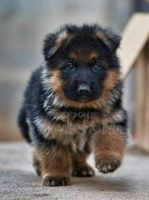 3-6 months Female Purebred German Shepherd · Photo 2
