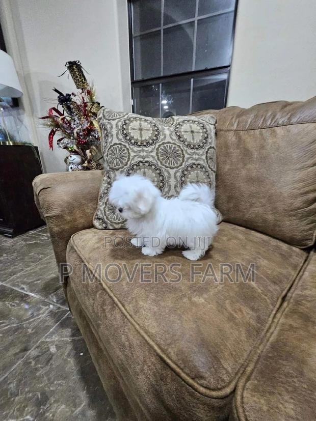 1-3 months Male Purebred Maltese · Photo 2