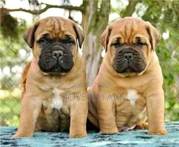 1-3 months Male Purebred Boerboel · Photo 2