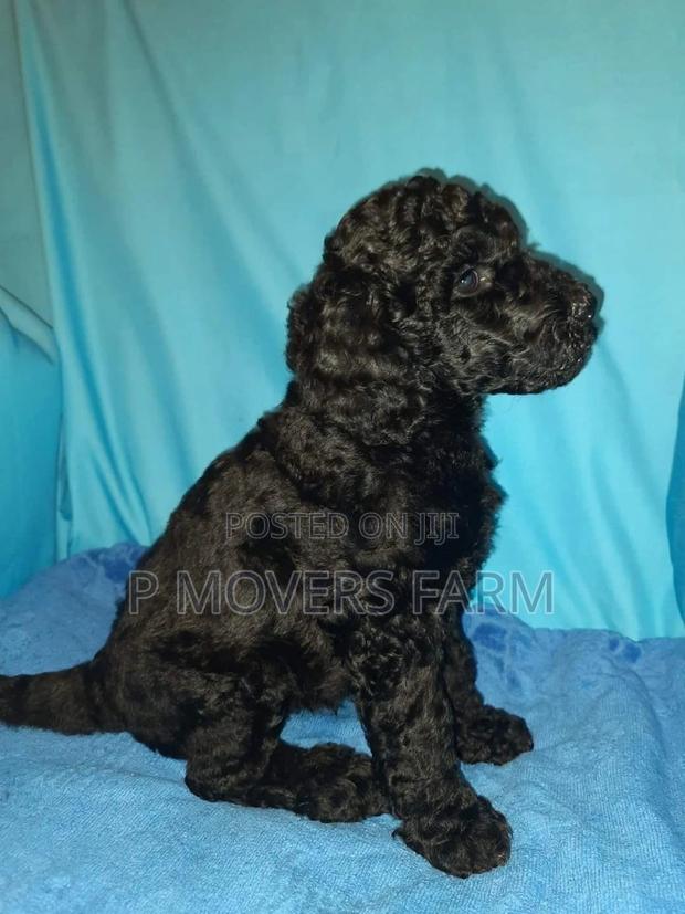 1-3 months Male Purebred Poodle · Photo 2