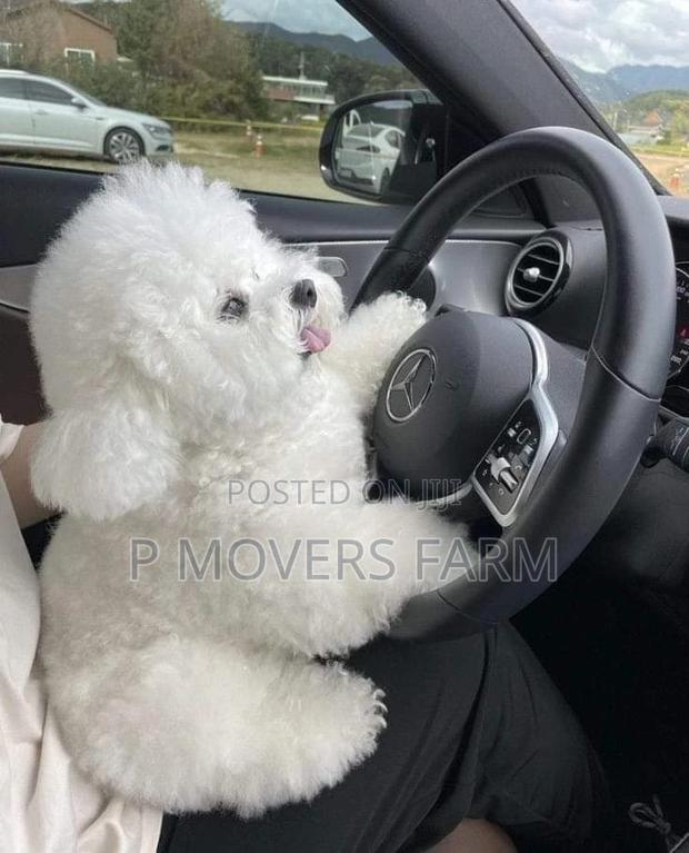 1-3 months Male Purebred Bichon Frise · Photo 2