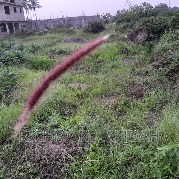 Plot for Sale at Mpatado · Photo 4