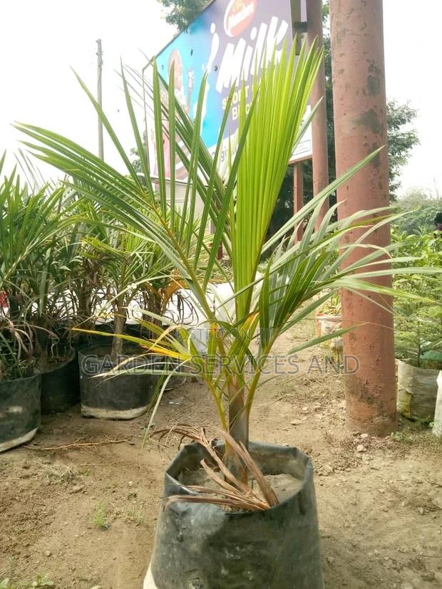 Bottle Palm for Sale Ghc250 photo 2