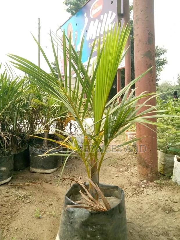 Bottle Palm for Sale Ghc250 photo 3