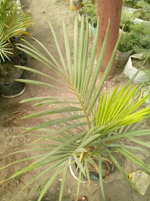 Bottle Palm for Sale Ghc250 photo 4