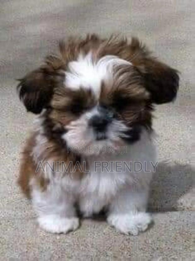 1-3 months Male Purebred Poodle · Photo 2