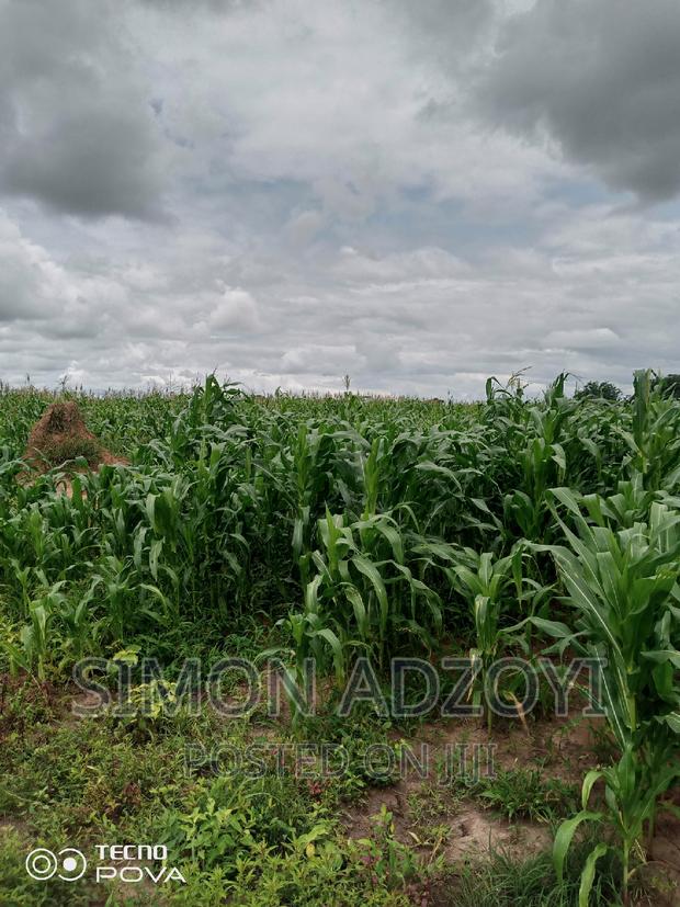 10,000 Acres of Farm Land for Sale or Lease