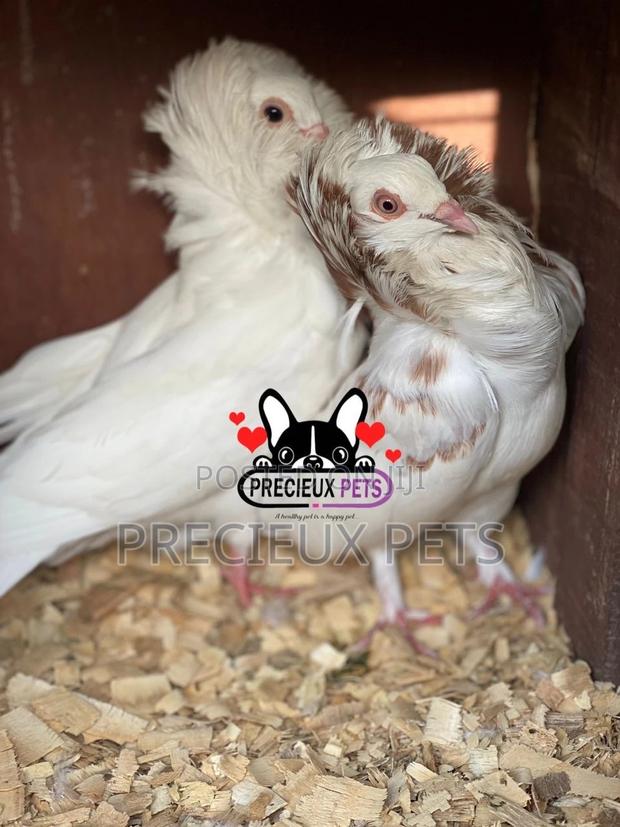 1 Pair of Jacobins Pigeons · Photo 3