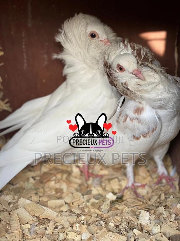1 Pair of Jacobins Pigeons · Photo 4