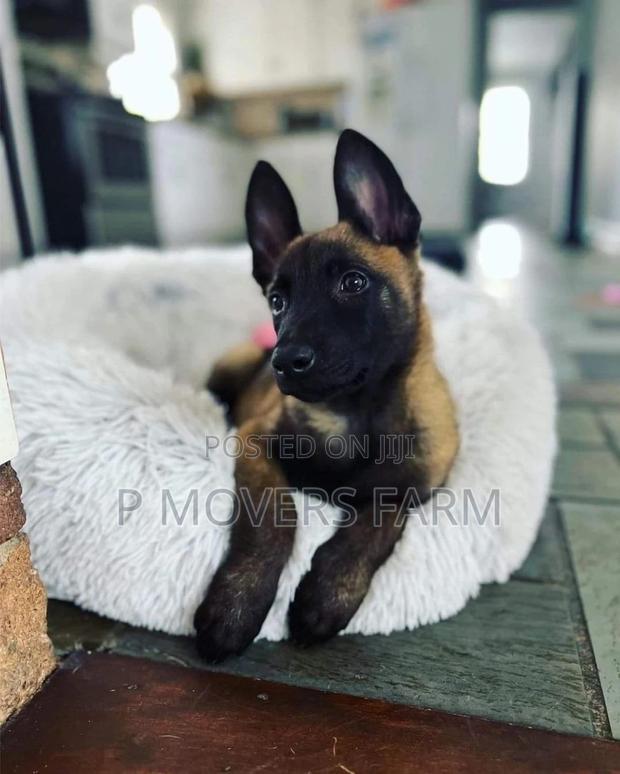 1-3 months Male Purebred Belgian Malinois · Photo 2