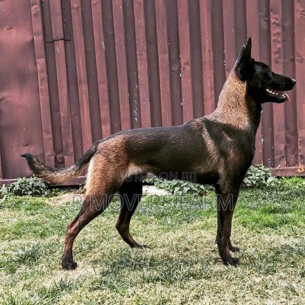 1-3 months Male Purebred Belgian Malinois · Photo 2