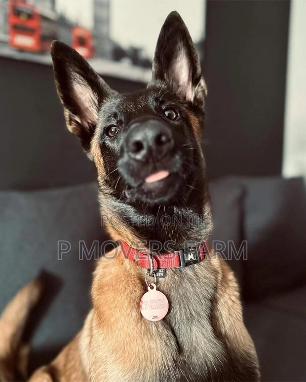 1-3 months Male Purebred Belgian Malinois · Photo 2