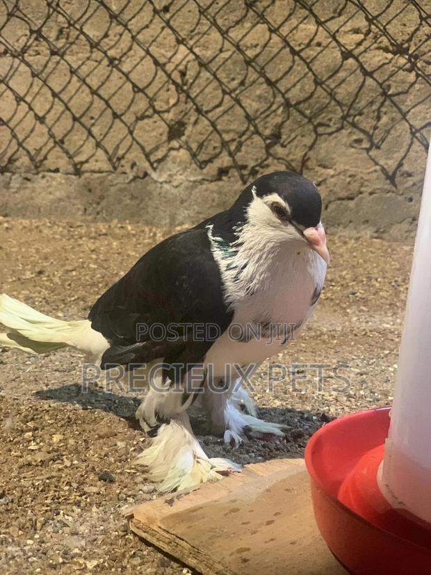 A Pair of Lahore Pigeons · Photo 4