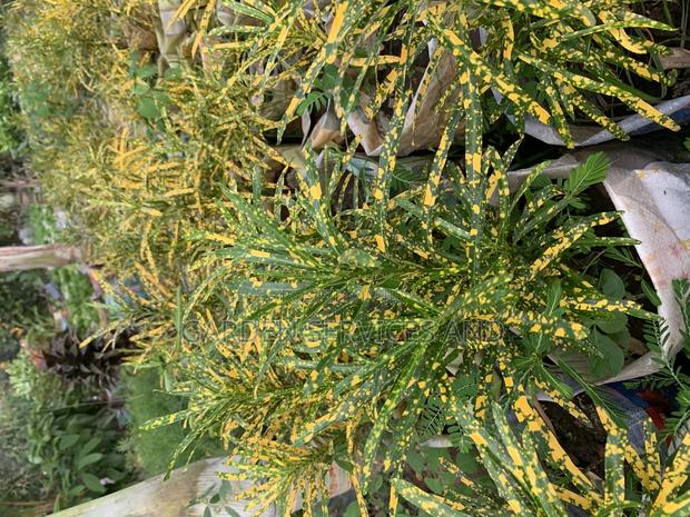 Croton for Sale photo 2