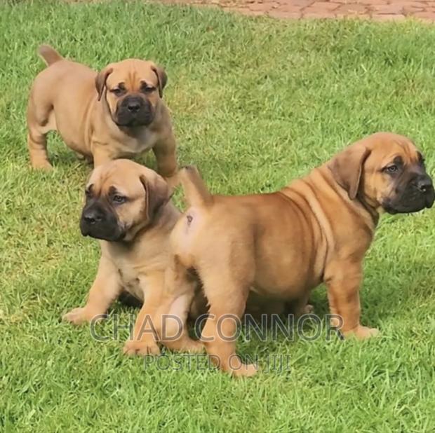 1-3 months Female Purebred Boerboel · Photo 4