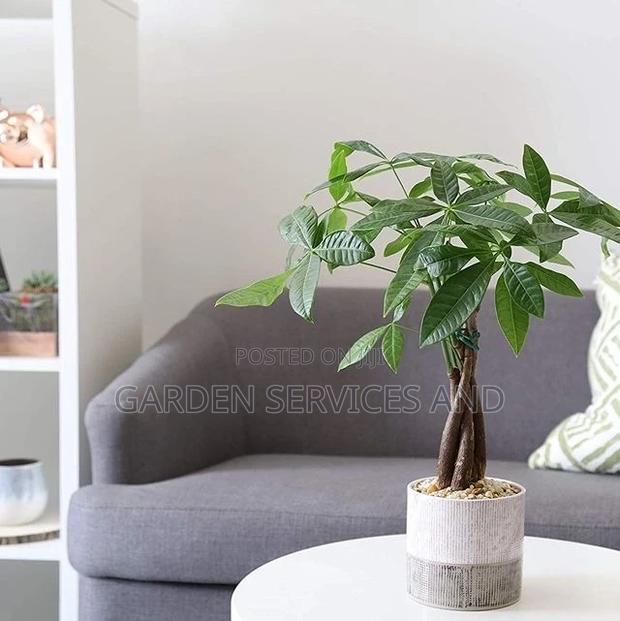 Money1 Tree for Sale