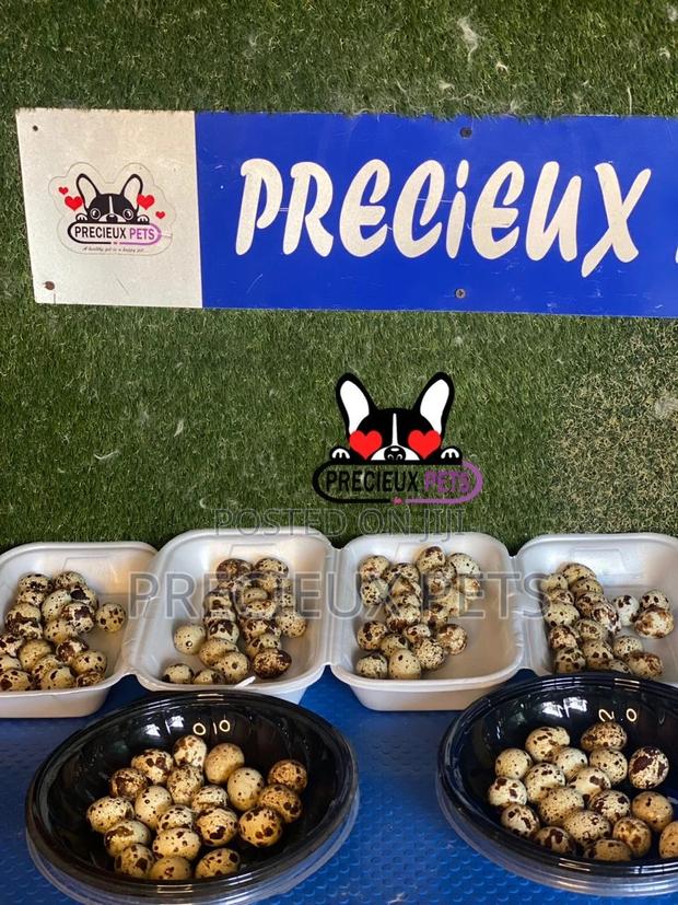 Quails Eggs · Photo 4