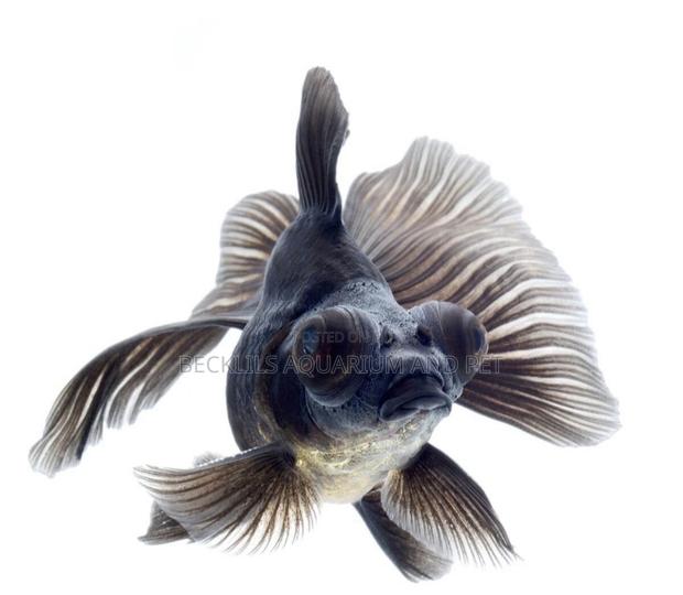 Black Moor Fish · Photo 4