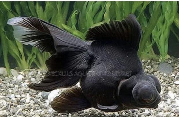 Black Moor Fish · Photo 3