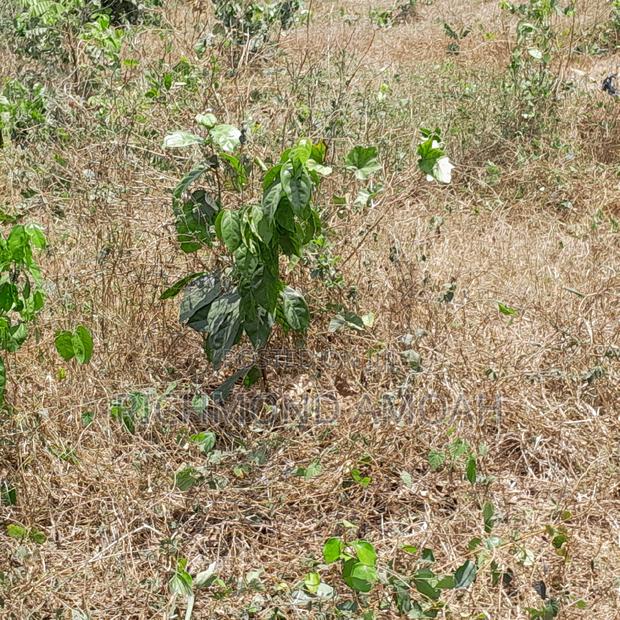 Plot for Sale at Nkroful Phastor · Photo 1