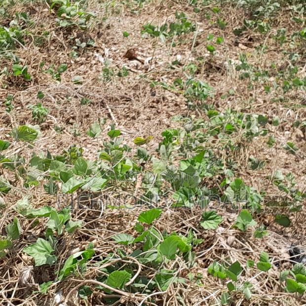 Plot for Sale at Nkroful Phastor · Photo 2