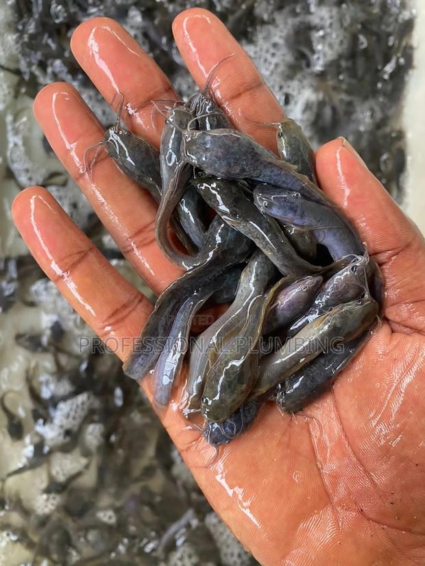 Catfish Fingerings