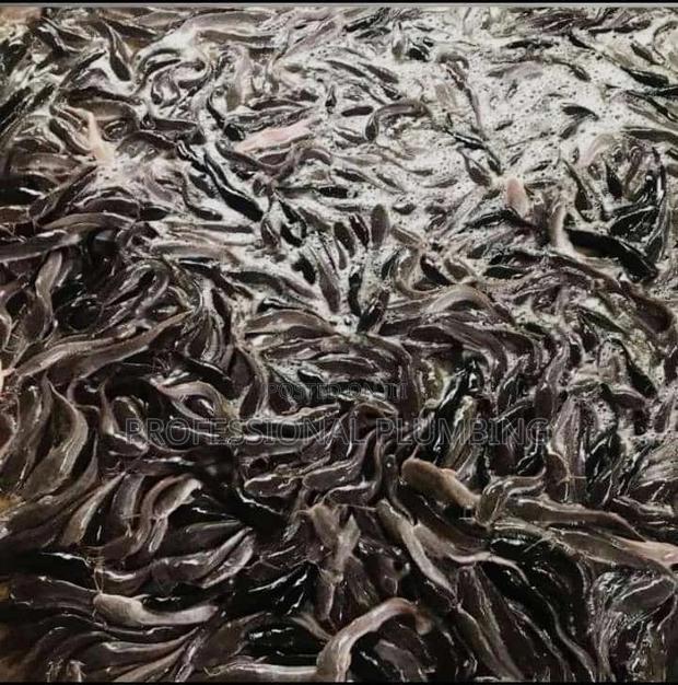 Catfish Fingerings photo 2