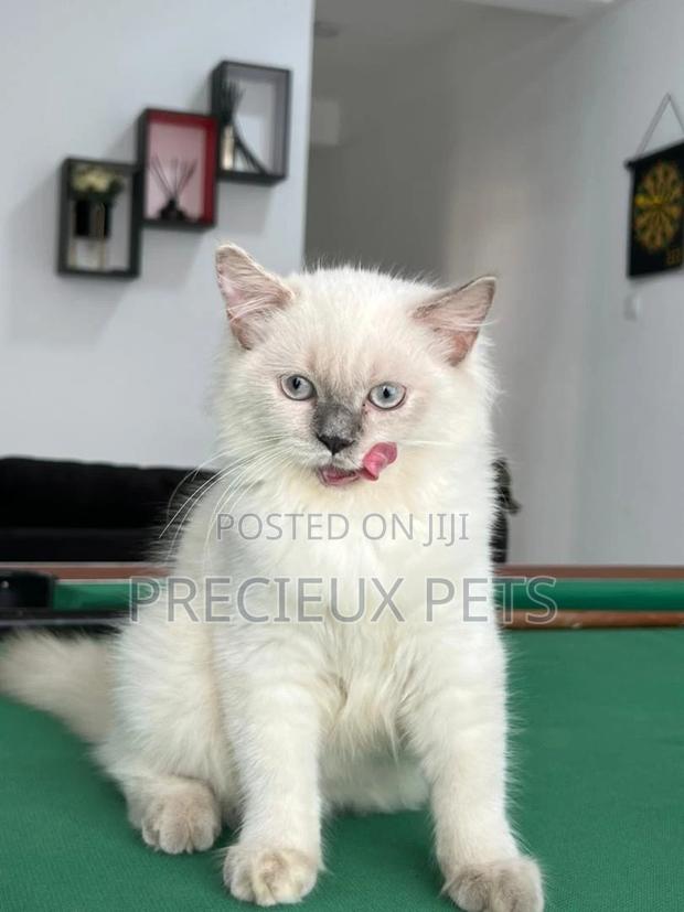1-3 months Female Purebred British Shorthair · Photo 3
