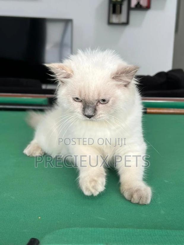 1-3 months Female Purebred British Shorthair · Photo 4