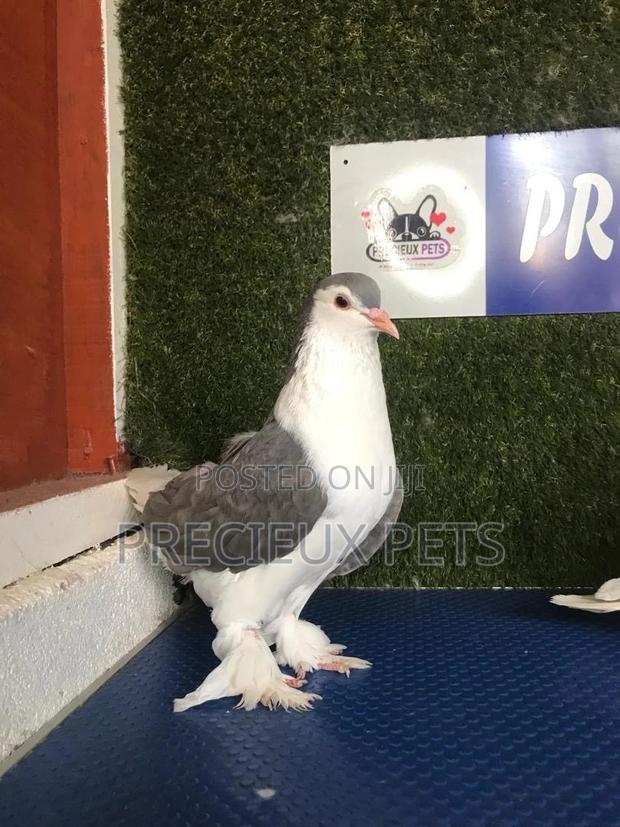 1 Pair Grey Colored Lahore Pigeons · Photo 3