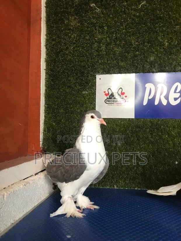 1 Pair Grey Colored Lahore Pigeons · Photo 4
