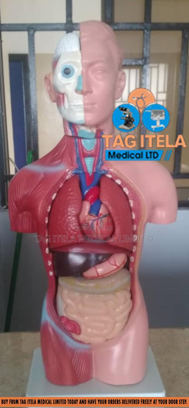 Anatomy Torso (Male) · Photo 3
