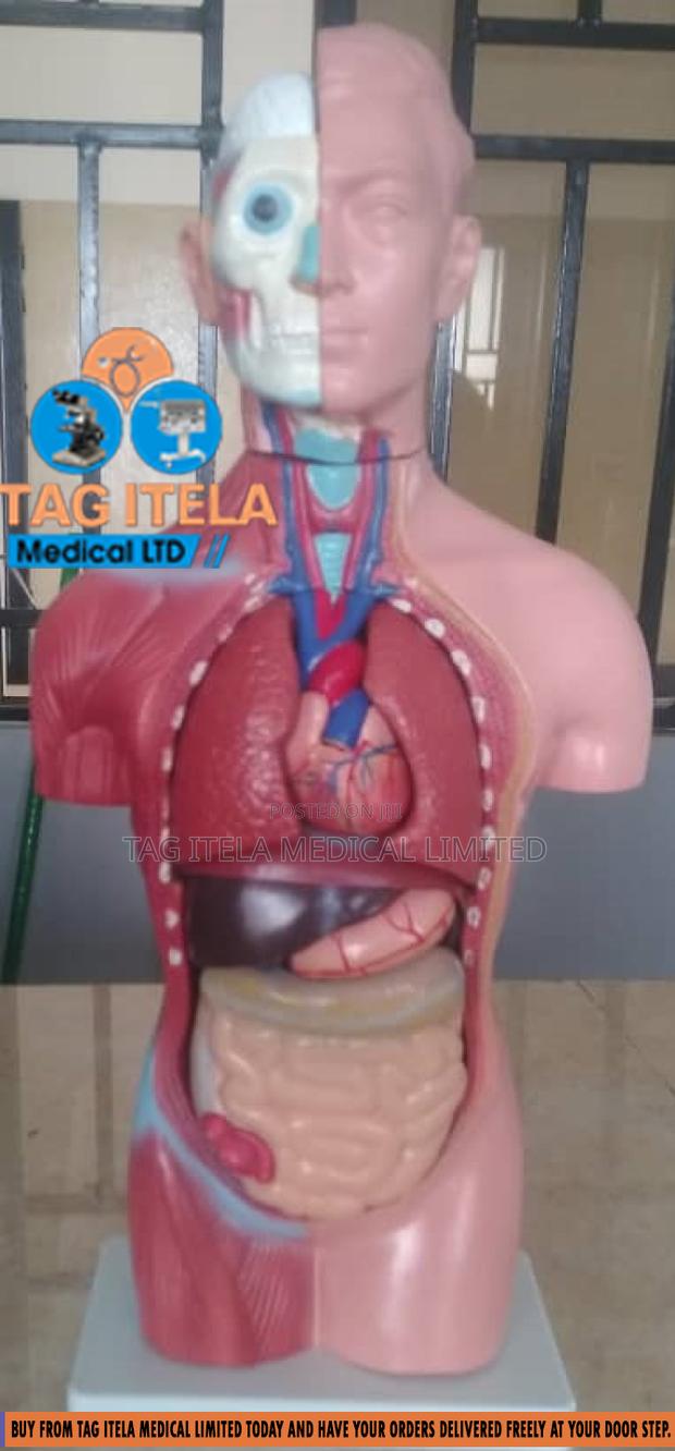 Anatomy Torso (Male) · Photo 4