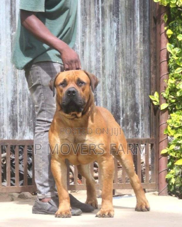 1-3 months Male Purebred Boerboel · Photo 2