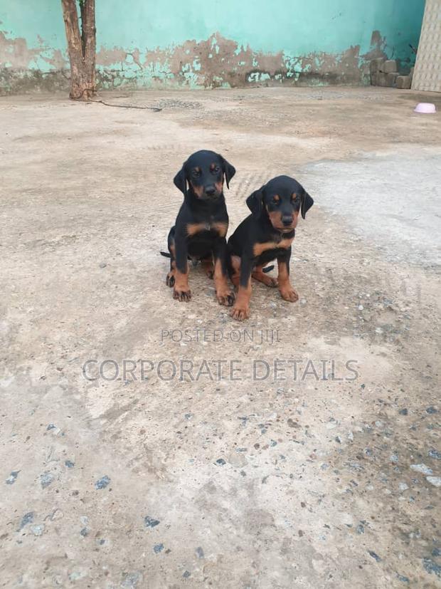 1-3 months Male Purebred Doberman Pinscher · Photo 1