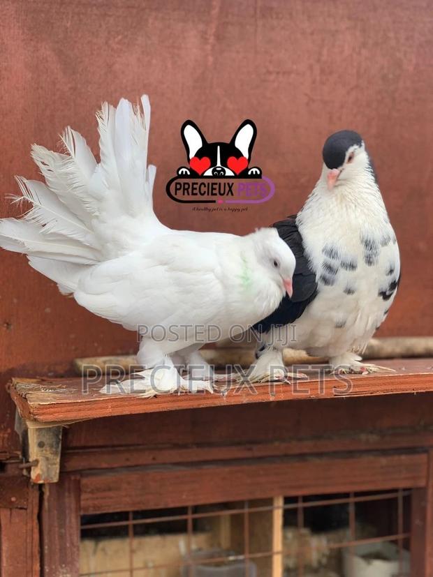 Indian Fantail / Lahore Pigeons for Sale · Photo 4