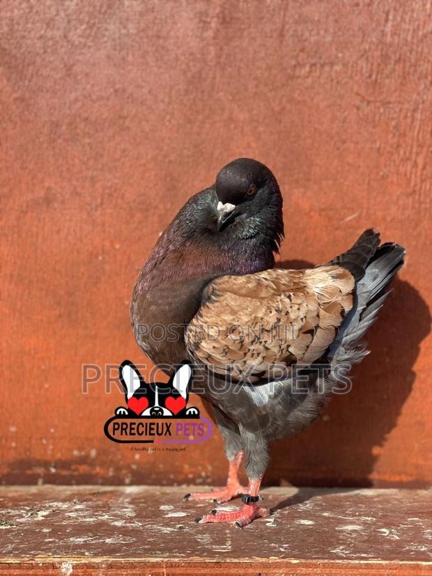 1 Pair Mordena Fancy Pigeons · Photo 4