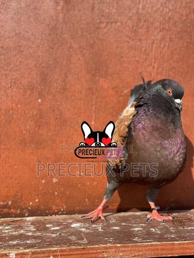1 Pair Mordena Fancy Pigeons · Photo 3