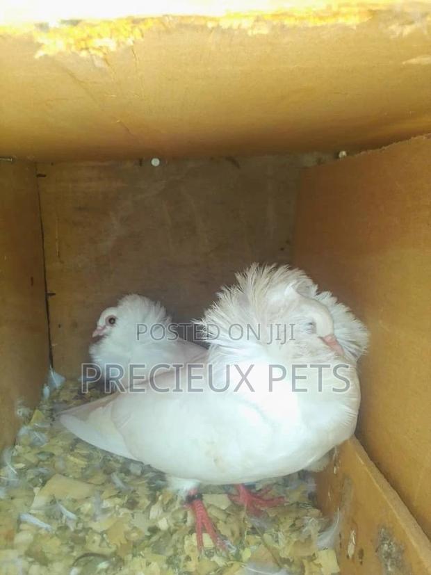 Fancy Pigeons For Sale · Photo 4
