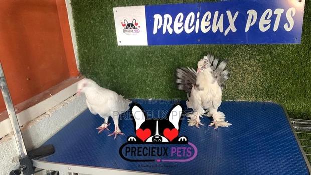 1 Pair of Mixed Fancy Pigeons · Photo 3