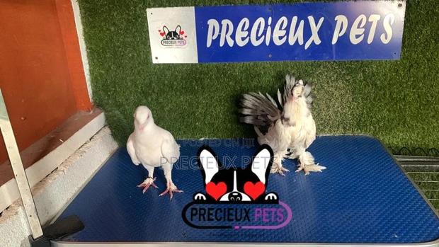 1 Pair of Mixed Fancy Pigeons · Photo 4