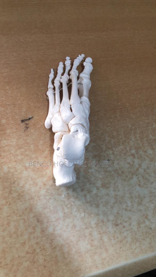 Lower Left Foot Bone · Photo 3