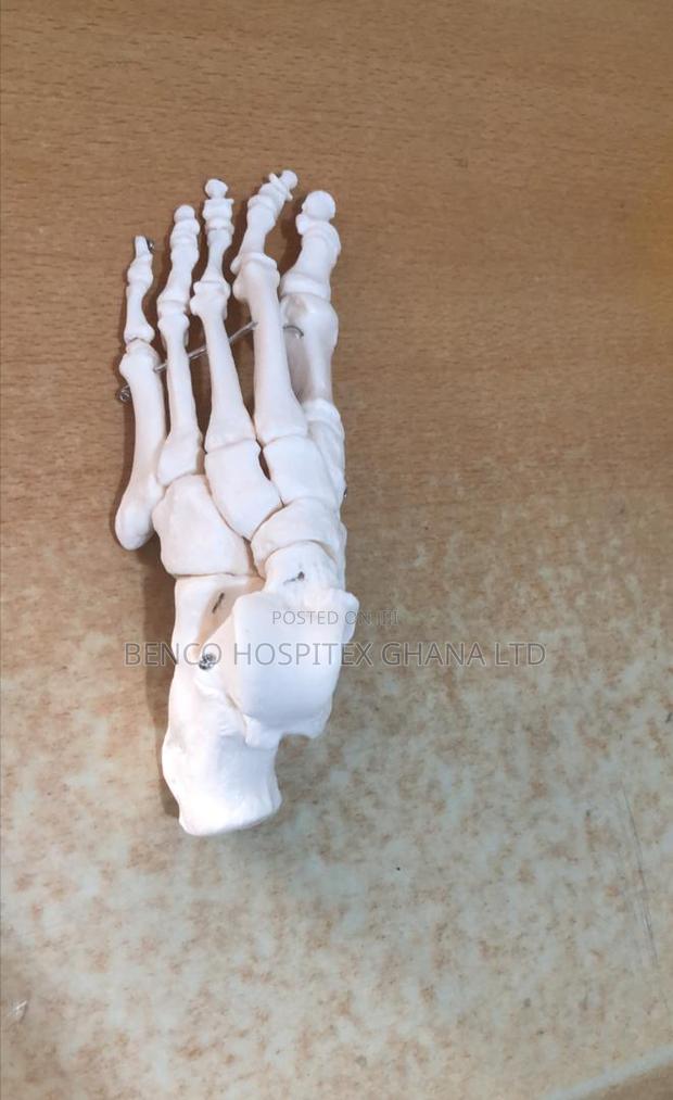 Lower Left Foot Bone · Photo 4