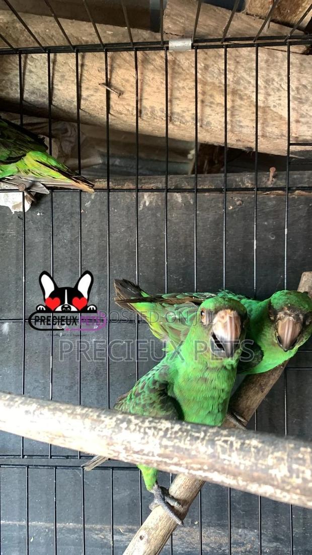 House Talking Birds for Sale · Photo 4