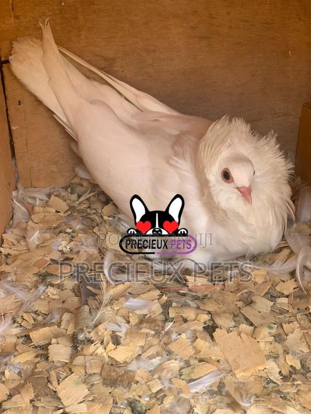 White Mâle Jacobin Pigeons · Photo 4