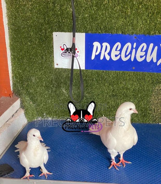 1 Pair of Gaint Home Racer Pigeons · Photo 4