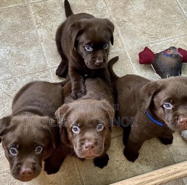 1-3 months Male Purebred Labrador Retriever · Photo 4