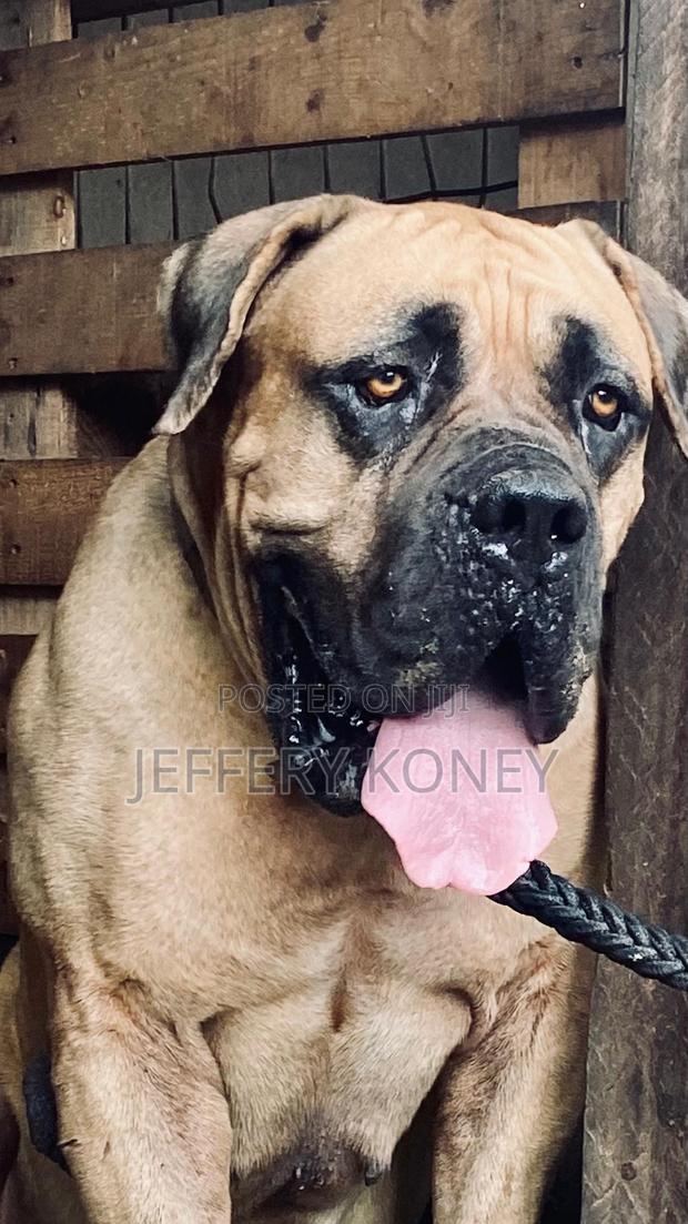 Pedigree Boerboel Available for Stud · Photo 4