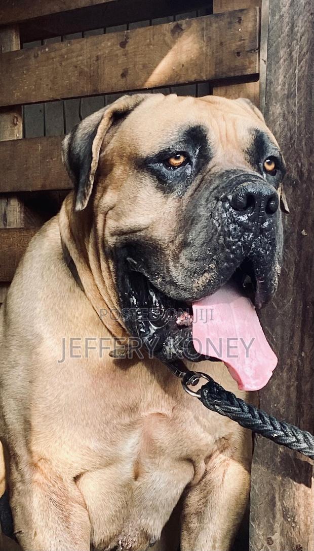 Pedigree Boerboel Available for Stud · Photo 3